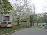 桜.jpg